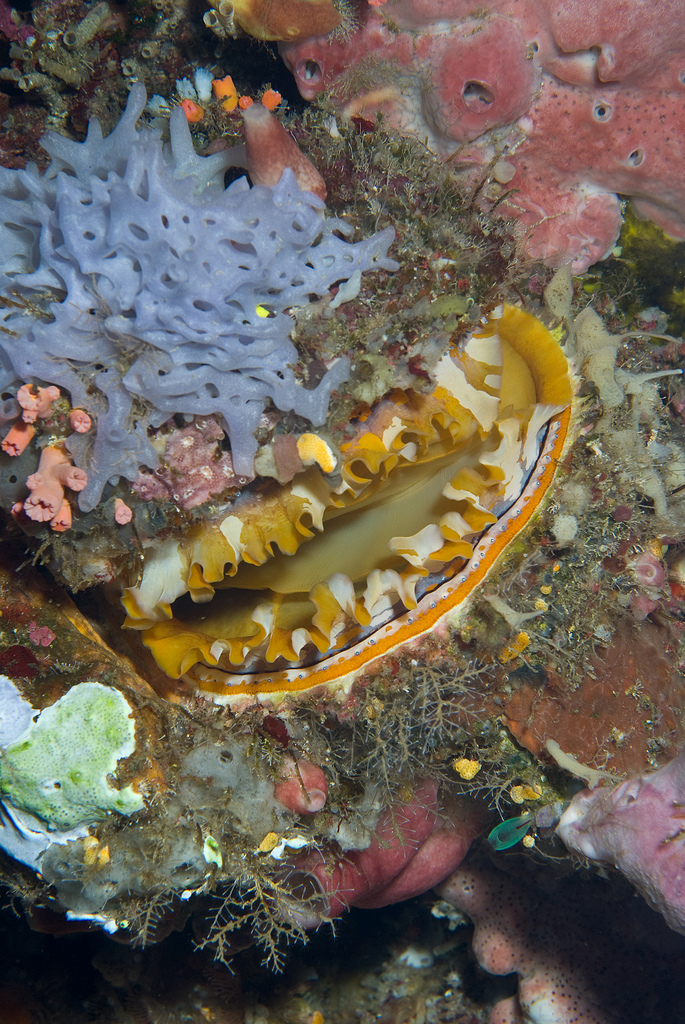 Spondylus varius